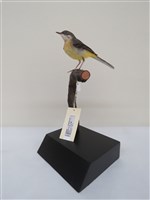 藏品(灰鶺鴒)的圖片